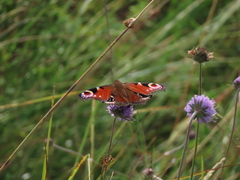 European Peacock Butterfly European Peacock Butterfly