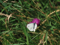 Green-veined White Green-veined White