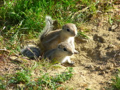 Nelson's Antelope Squirrel photo 2