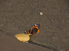 Red Admiral