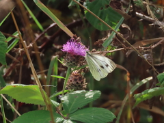 Green-veined White Green-veined White