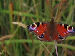 European Peacock Butterfly