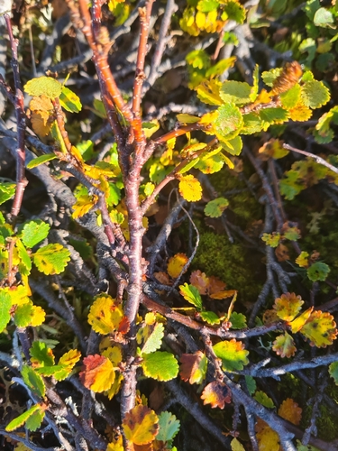 Dwarf Birch