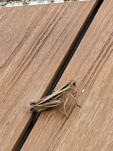 Lamenting Grasshopper