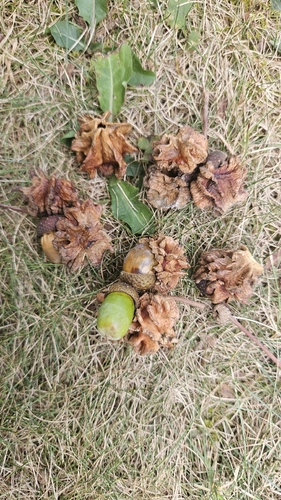 Knopper Gall Wasp
