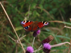 European Peacock Butterfly
