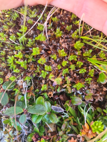 Moss Campion