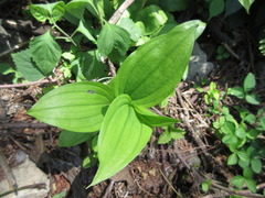 Tricyrtis macropoda