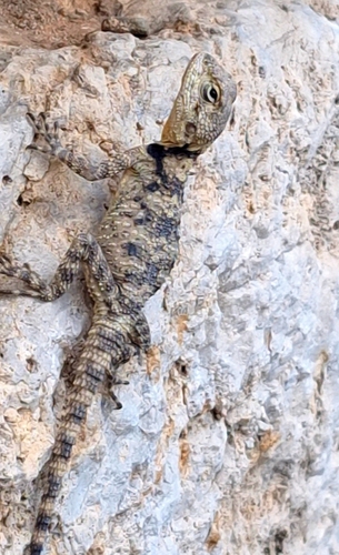 Roughtail Rock Agama