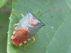 Acanthosoma denticaudum