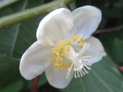 Actinidia polygama