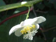Actinidia polygama