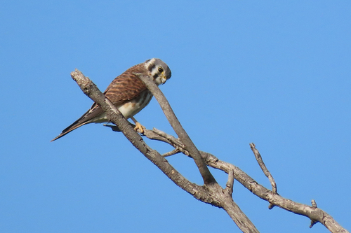American Kestrel