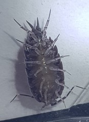 Porcellionides pruinosus