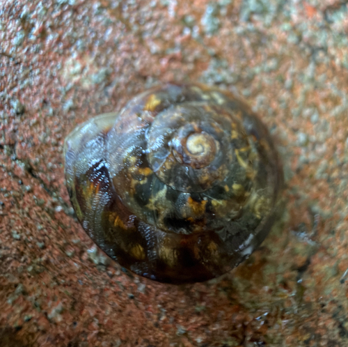 Lapidary Snail