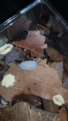 Porcellionides pruinosus