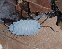 Porcellionides pruinosus