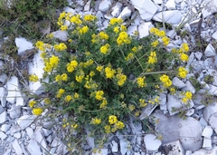 Medicago cretacea