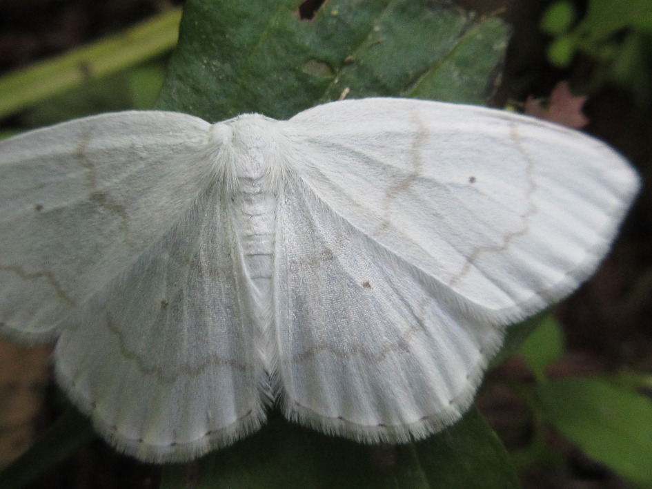 Ditrigona komarovi