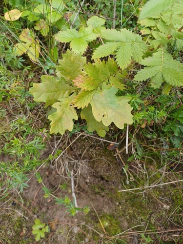 English oak