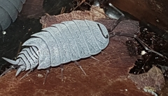 Porcellionides pruinosus
