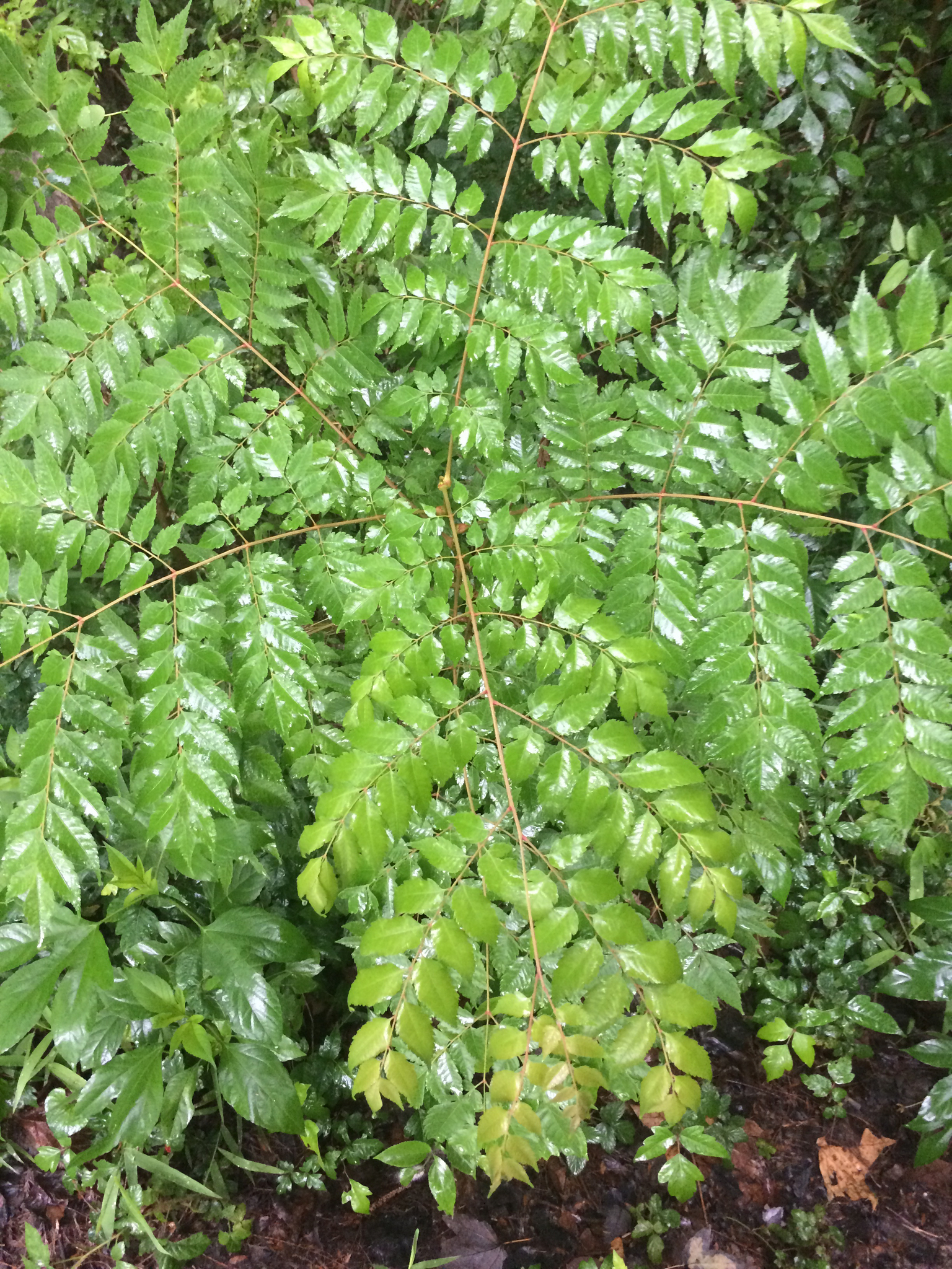 Árbol del Paraíso (Melia azedarach) · NaturaLista Mexico