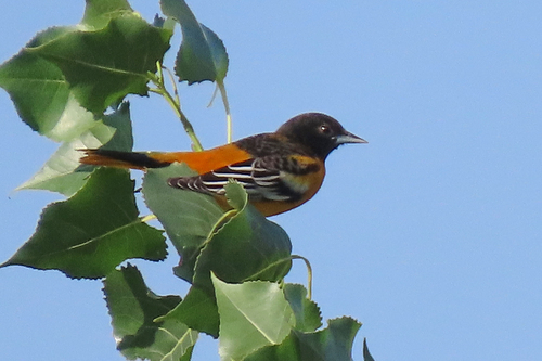 Baltimore Oriole