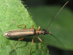 Oedemera amurensis