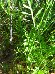 Papaver heterophyllum
