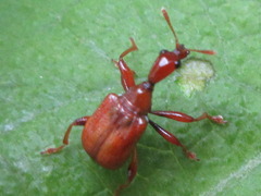 Leptapoderus rubidus