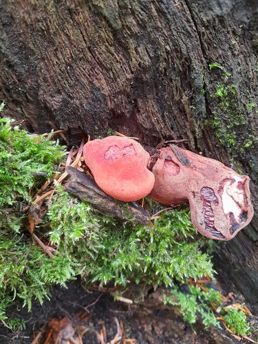 Beefsteak Polypore