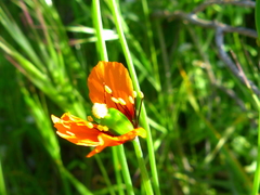 Papaver heterophyllum