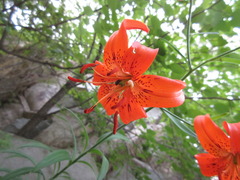 Lilium lancifolium
