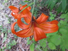 Lilium lancifolium
