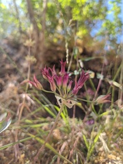 Allium crispum