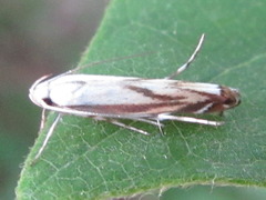 Polyhymno pontifera
