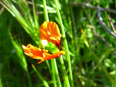Papaver heterophyllum