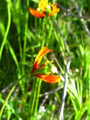 Papaver heterophyllum