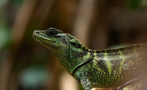 Hydrosaurus amboinensis