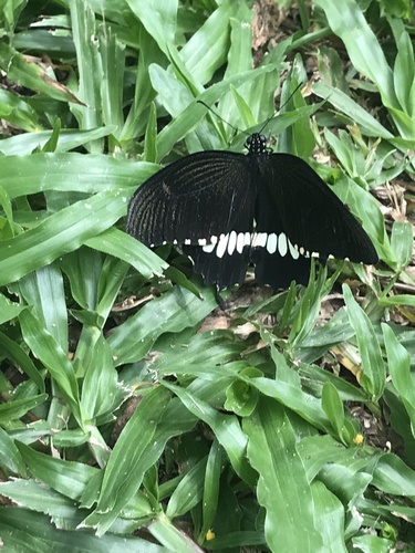 Common Mormon Swallowtail