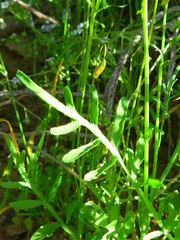 Papaver heterophyllum