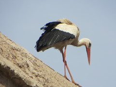 Ciconia ciconia ciconia