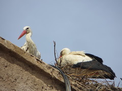 Ciconia ciconia ciconia