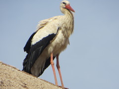 Ciconia ciconia ciconia