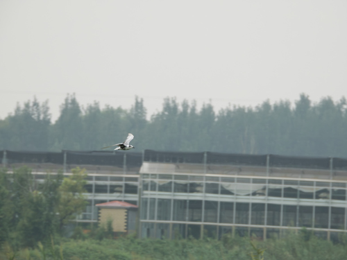 iNaturalist image