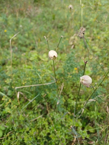 bladder campion