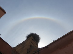 Ciconia ciconia ciconia