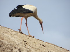 Ciconia ciconia ciconia