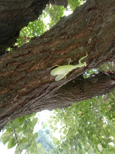 Transcaucasian Giant Mantis