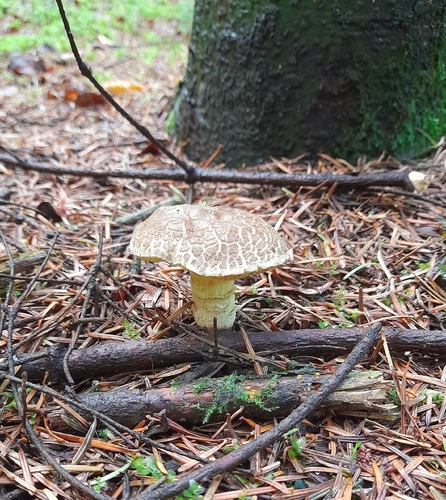 Red-cracking Bolete